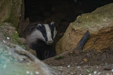 F19_26254_DxO32