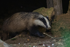 F19_26324_DxO32