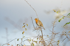rouge gorges2019 (1)