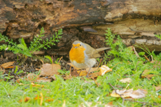 rouge gorges2019 (5)